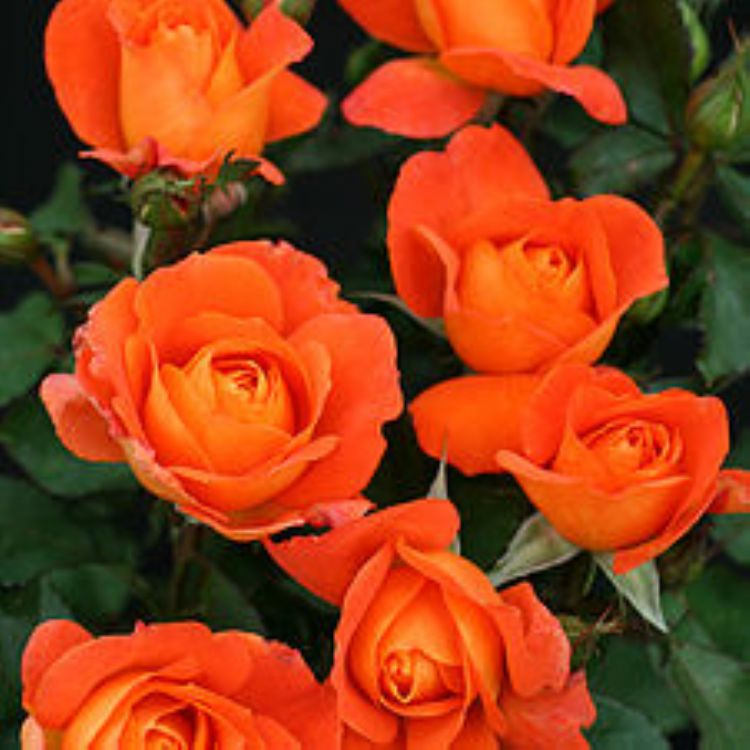 Cheshire Gardens Trust Visits, Walks and Talks