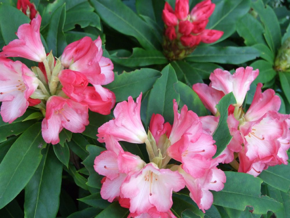 Rhododendron Workshop at Arley Hall and Gardens