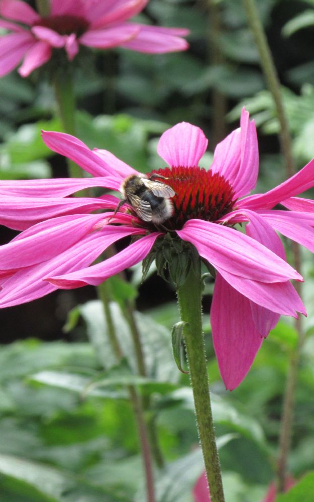 Cheshire Gardens Trust Home