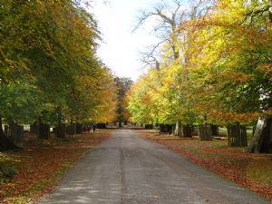 DUNHAM MASSEY 