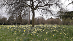 WEST PARK, Macclesfield