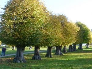 LYME PARK