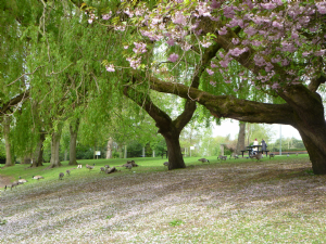 Alexandra Park (Edgeley House)