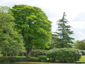 GAWSWORTH [OLD] HALL 