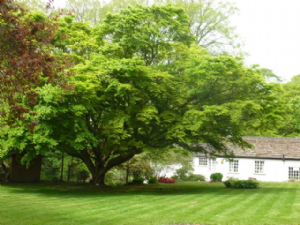 GAWSWORTH [OLD] HALL 