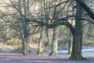 Bramhall Park (Bramall Hall)