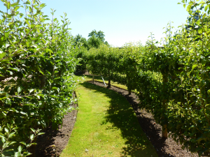 COMBERMERE ABBEY 