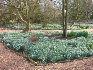 NESS BOTANIC GARDENS 