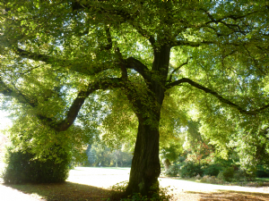 VERNON PARK, Stockport