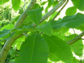 New CGT Spring Events now Published